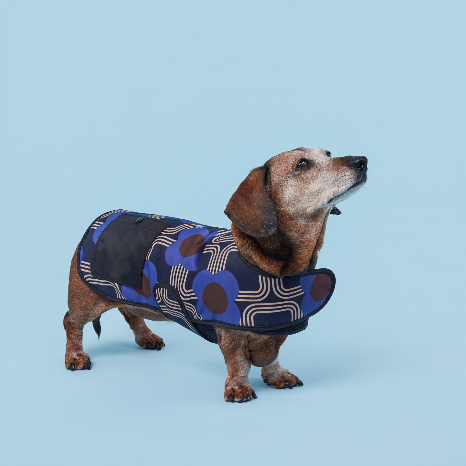 Dog Coat - Electric Flora Cobalt