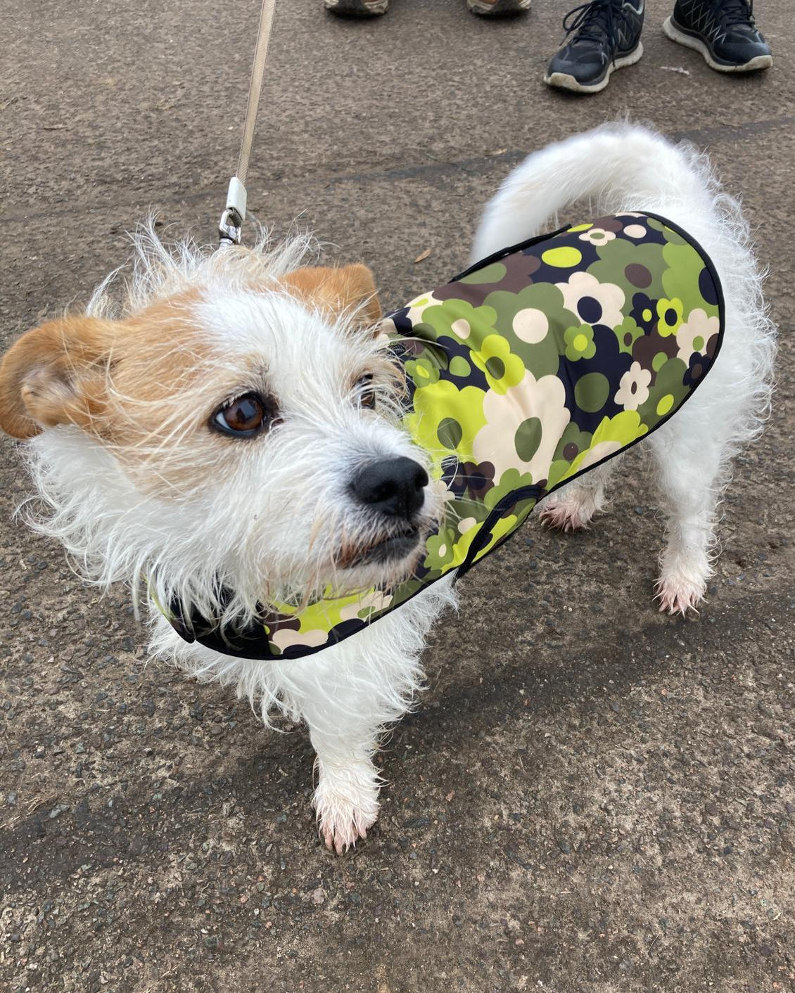 Dog Coat - Flower Explosion