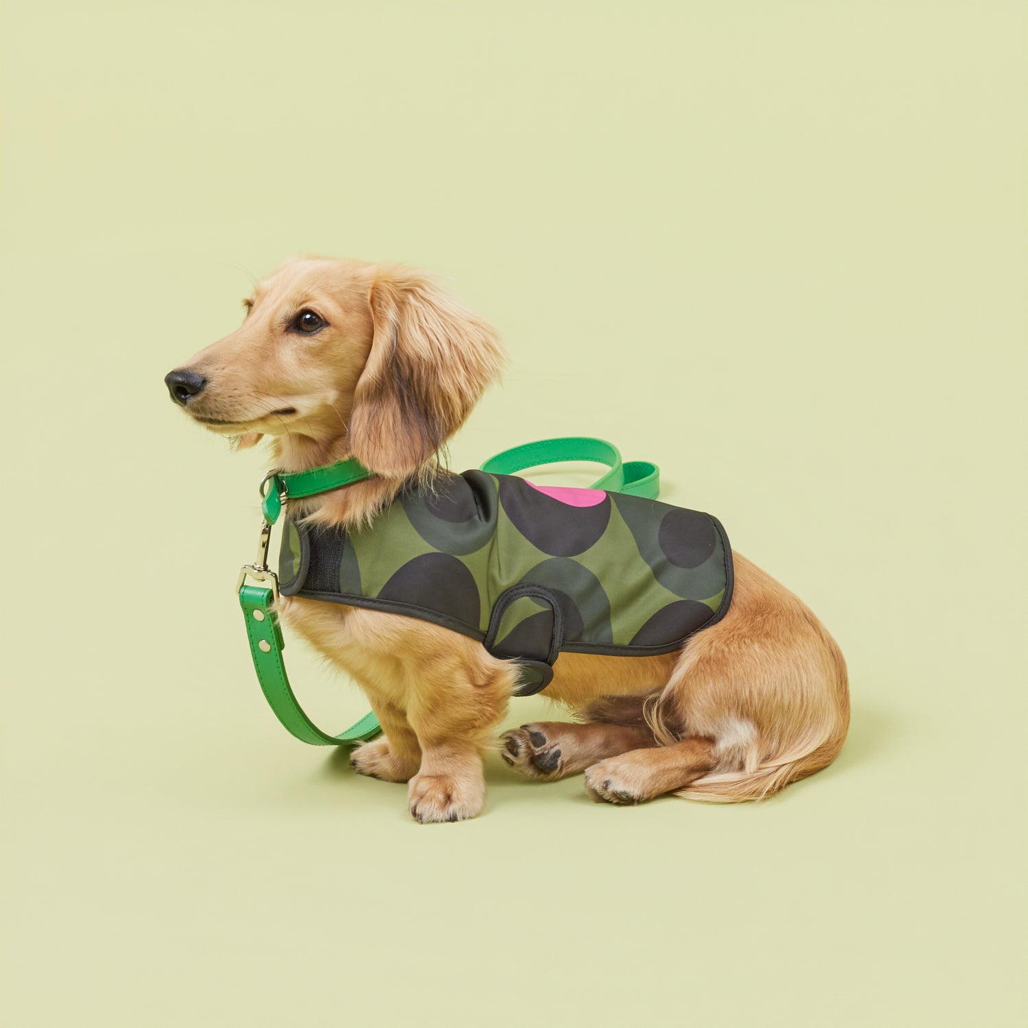 Dog Coat Oval Stem Forest