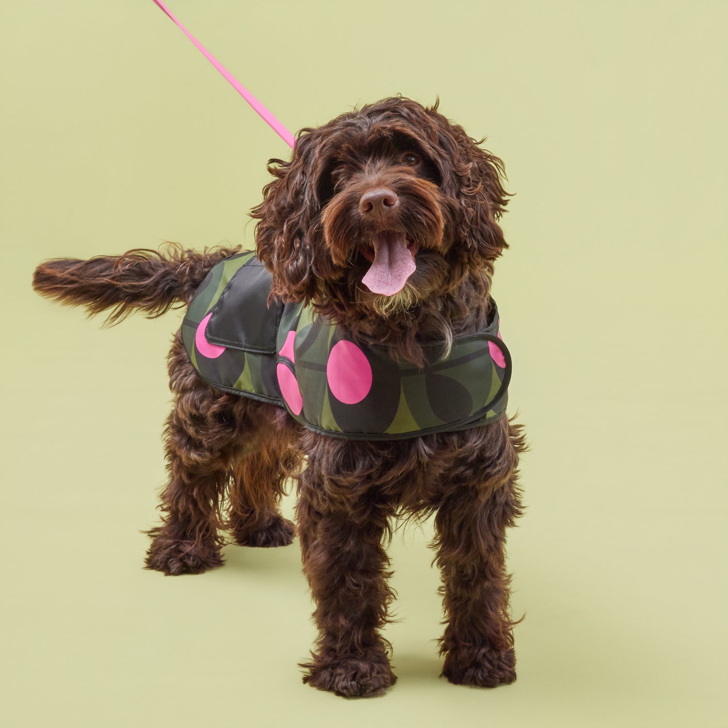 Dog Coat - Oval Stem Forest